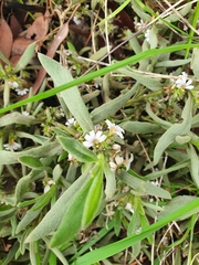 Scaevola canescens