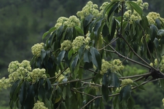 Pittosporum napaulense