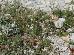 Asperula supina