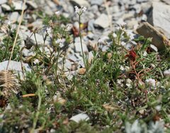 Asperula supina