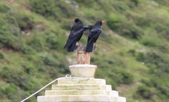 Pyrrhocorax pyrrhocorax