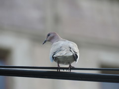 Streptopelia senegalensis