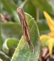 Agriphila tristella