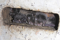 Myotis macropus