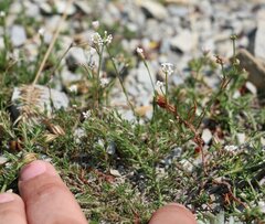 Asperula supina