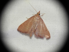 Hypsopygia incarnatalis