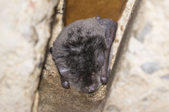 Myotis macropus