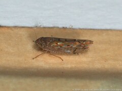 Osbornellus rotundus