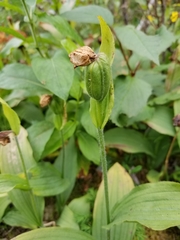 Cypripedium