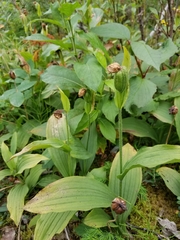 Cypripedium