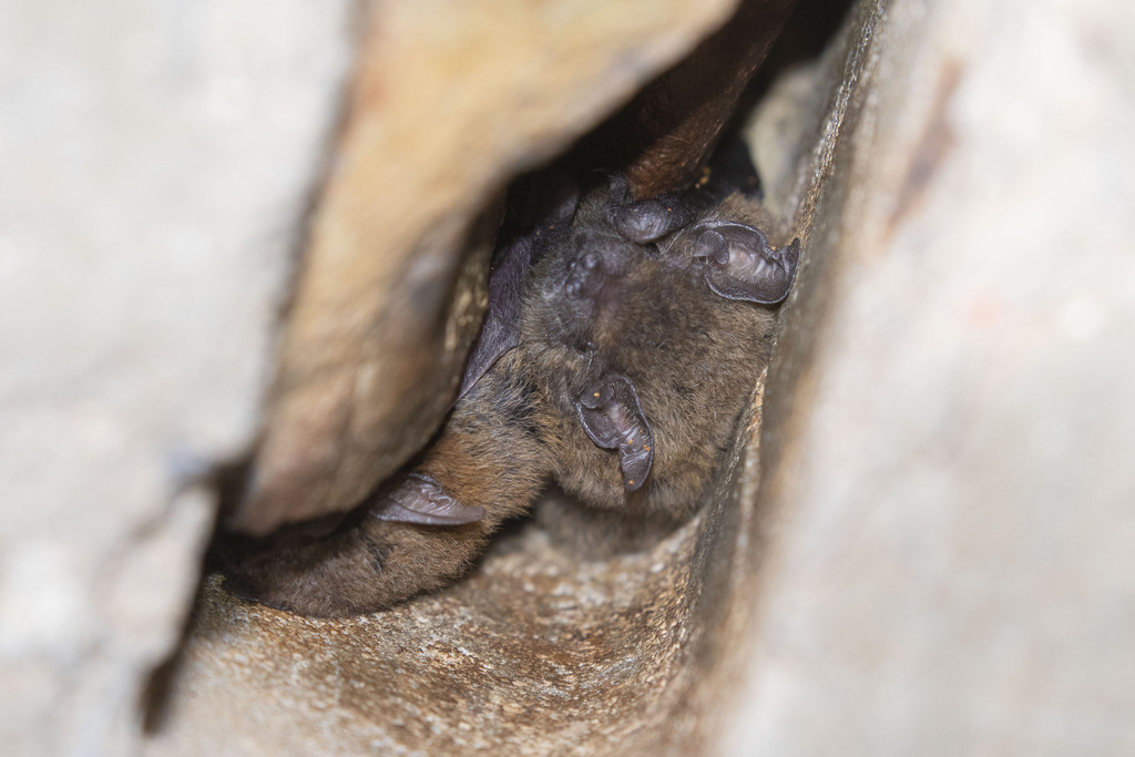 Western Cave Bat