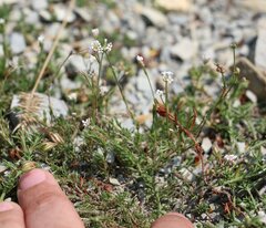 Asperula supina