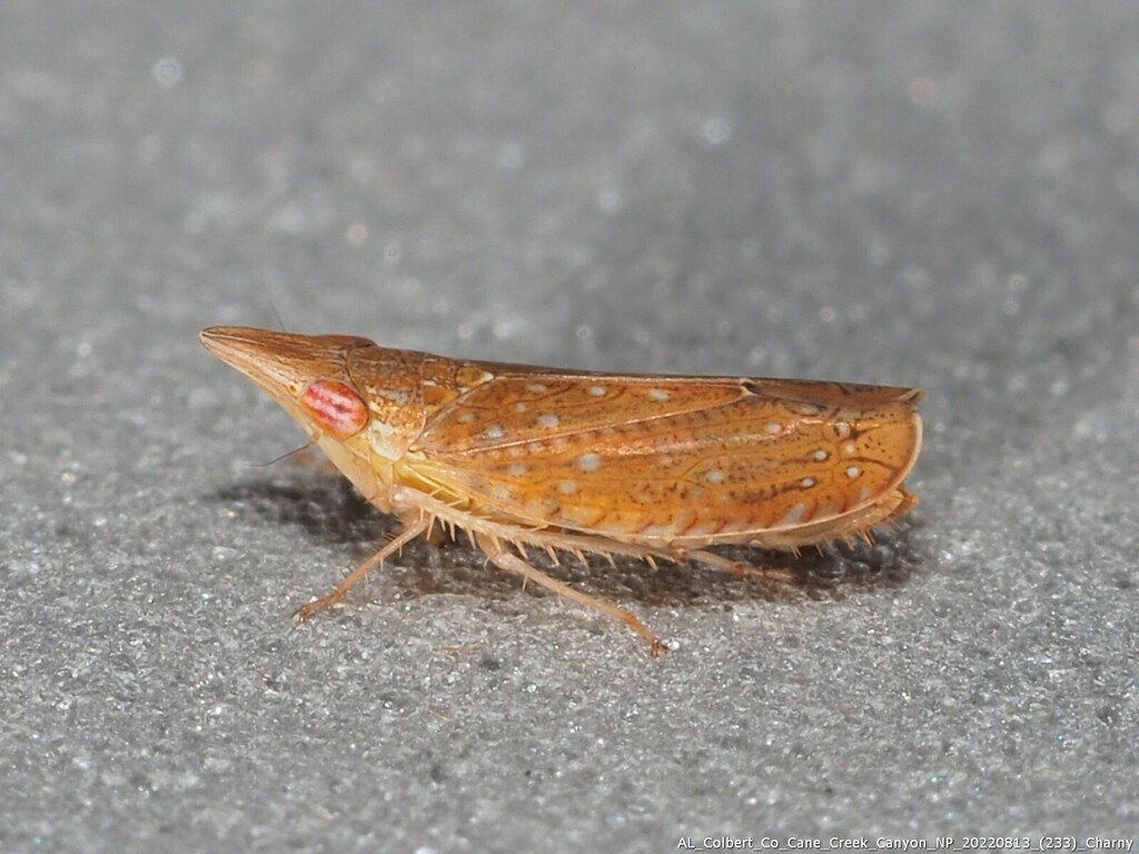 Scaphytopius latus