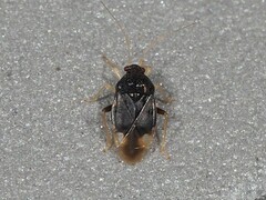 Pycnoderes quadrimaculatus