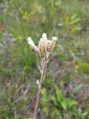 Antennaria pulcherrima