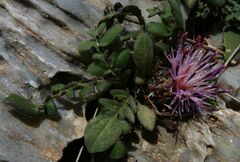 Centaurea raphanina
