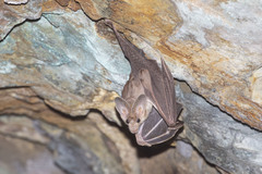 Macroderma gigas