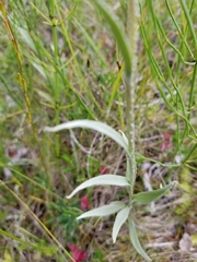 Antennaria pulcherrima