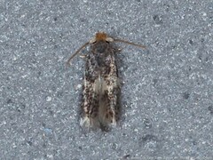 Ectoedemia platanella group