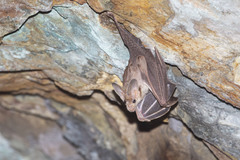 Macroderma gigas