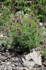 Vicia alpestris