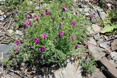 Vicia alpestris