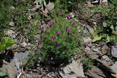 Vicia alpestris