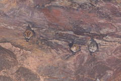 Hipposideros ater