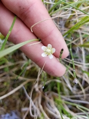 Parnassia