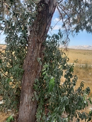 Diospyros mespiliformis