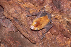 Rhinonicteris aurantia