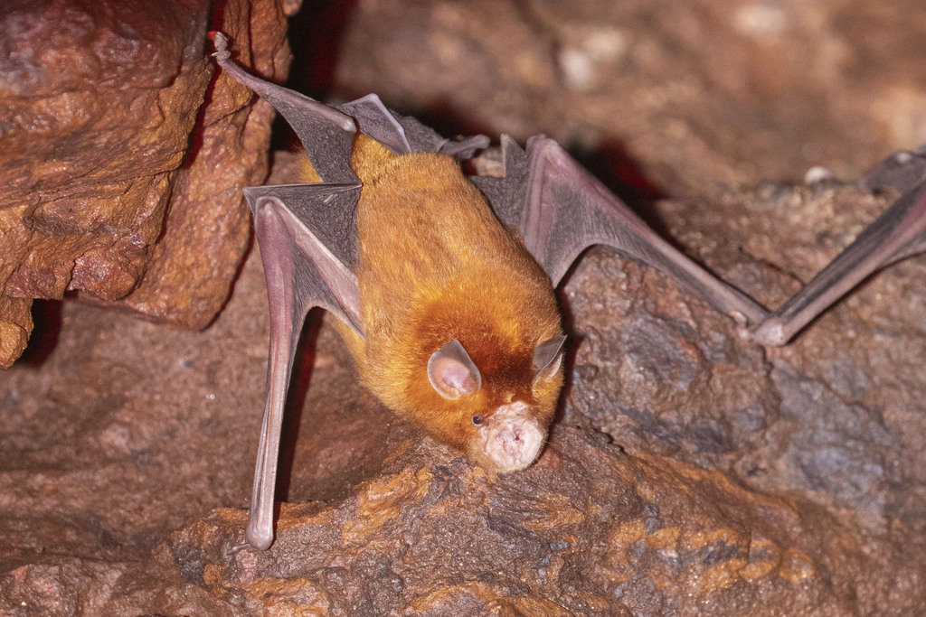 Orange Leaf-Nosed Bat