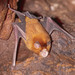 Orange Leaf-nosed Bat - Photo (c) Isaac Clarey, some rights reserved (CC BY-NC), uploaded by Isaac Clarey