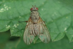 Helina impuncta