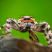Arañas Saltarinas - Photo (c) Alexis, algunos derechos reservados (CC BY), subido por Alexis