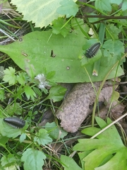 Silpha tristis
