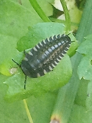 Silpha tristis