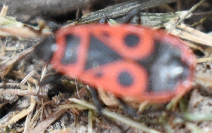 European Firebug photo 6