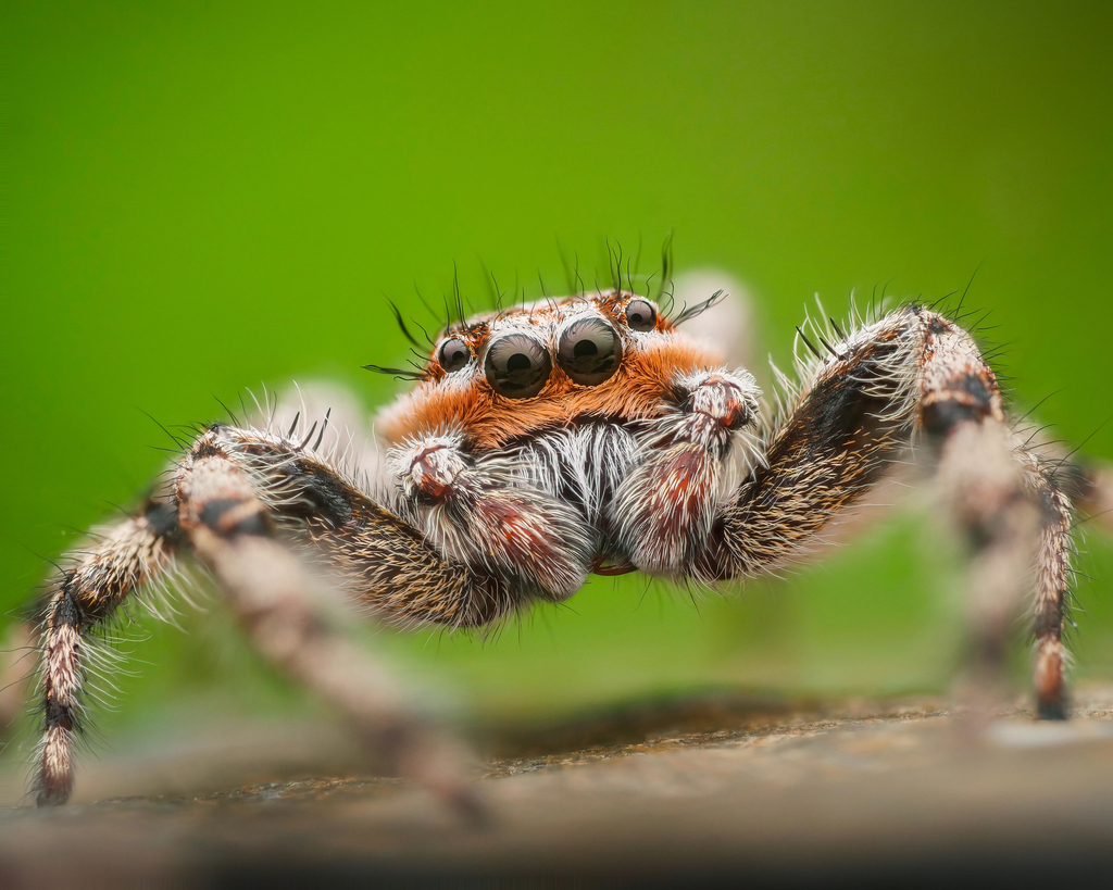Araignée sauteuse fauve (Platycryptus undatus)