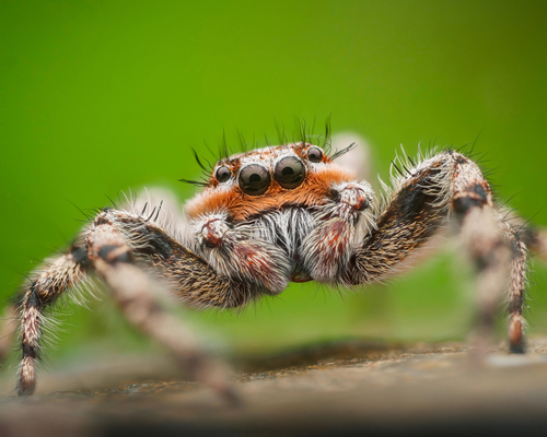 Tan jumping spider