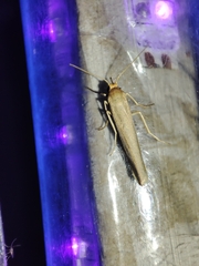 Eilema marcida