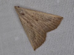 Macrochilo louisiana