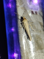 Eilema marcida