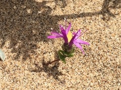 Monardella sinuata nigrescens