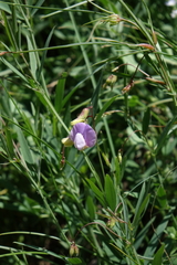Lathyrus cyaneus