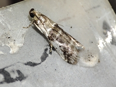 Pseudacrobasis tergestella