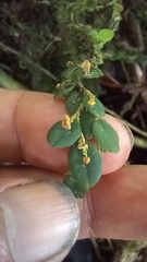Andinia nummularia