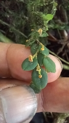Andinia nummularia