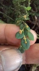 Andinia nummularia