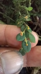 Andinia nummularia